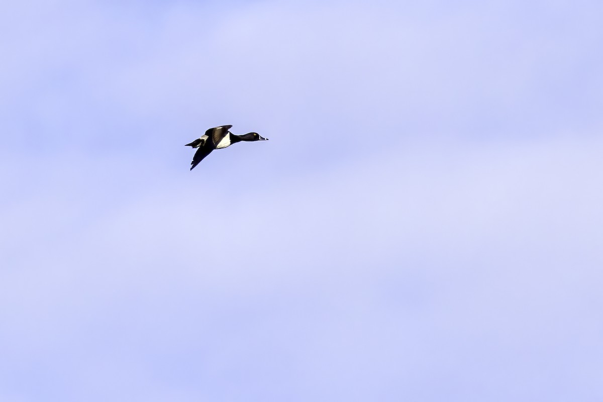 Ring-necked Duck - ML433555471