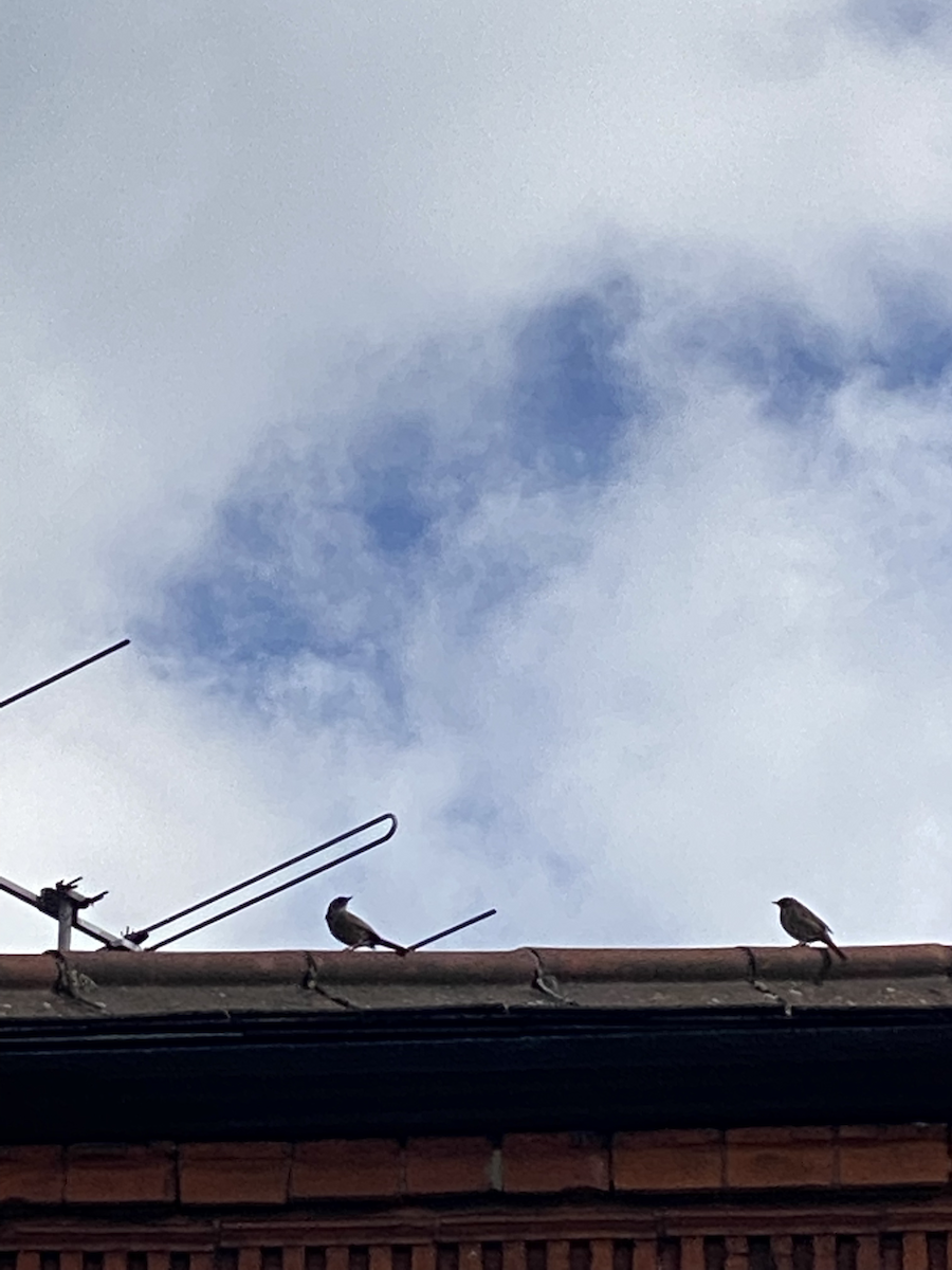 Dunnock - ML433555581