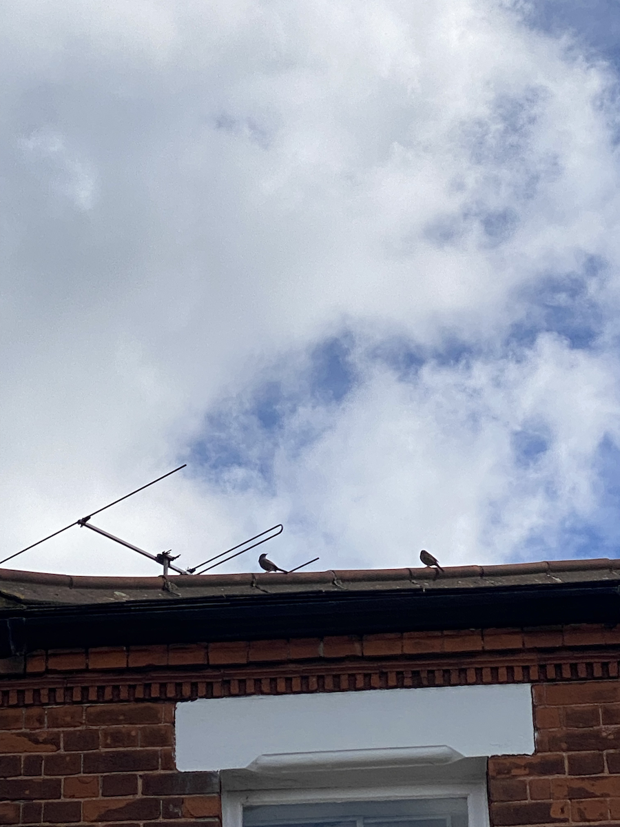 Dunnock - ML433555641