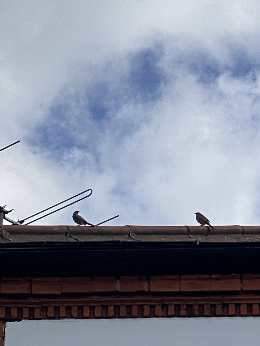 Dunnock - ML433555671