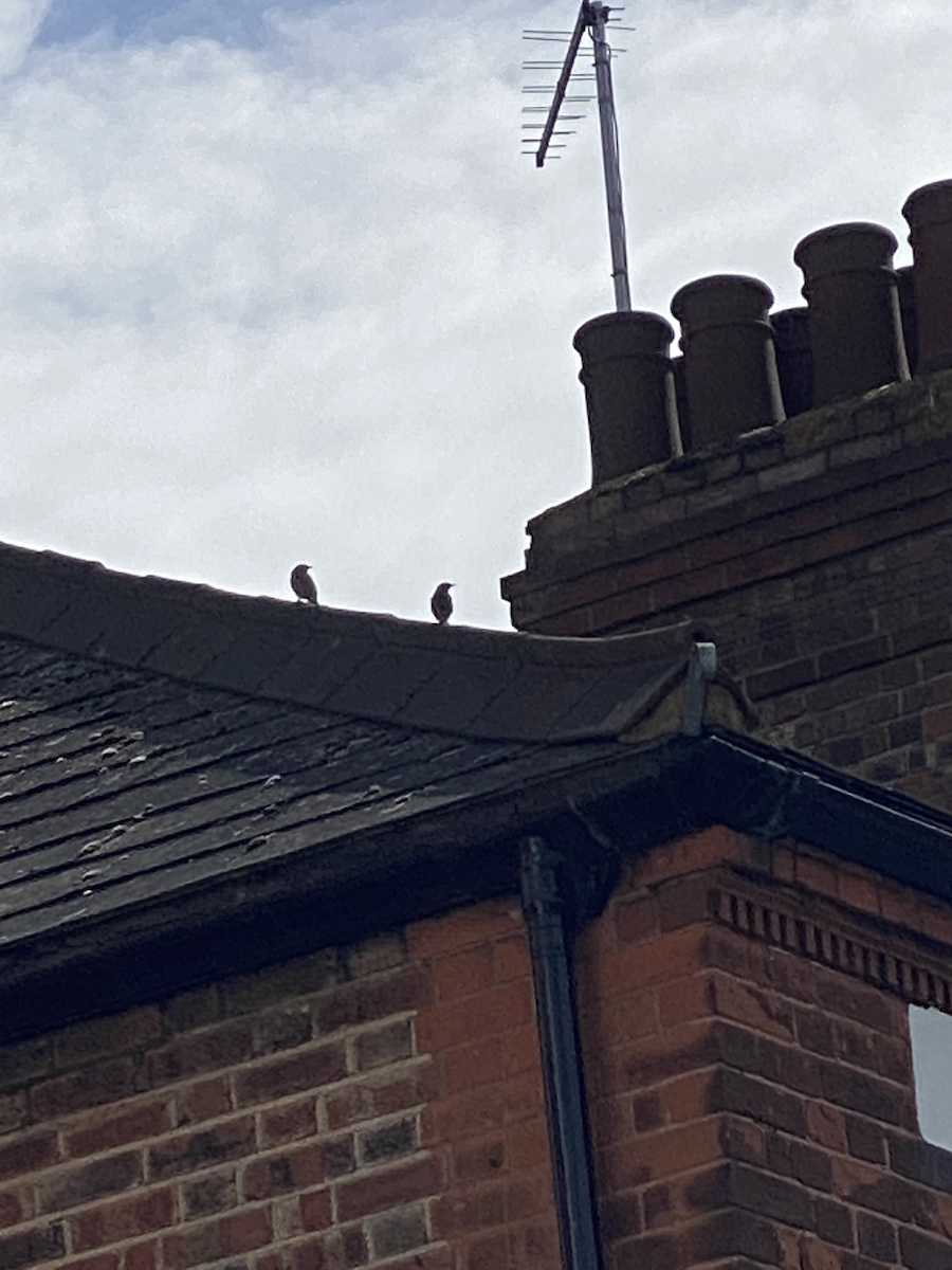 Dunnock - ML433555691