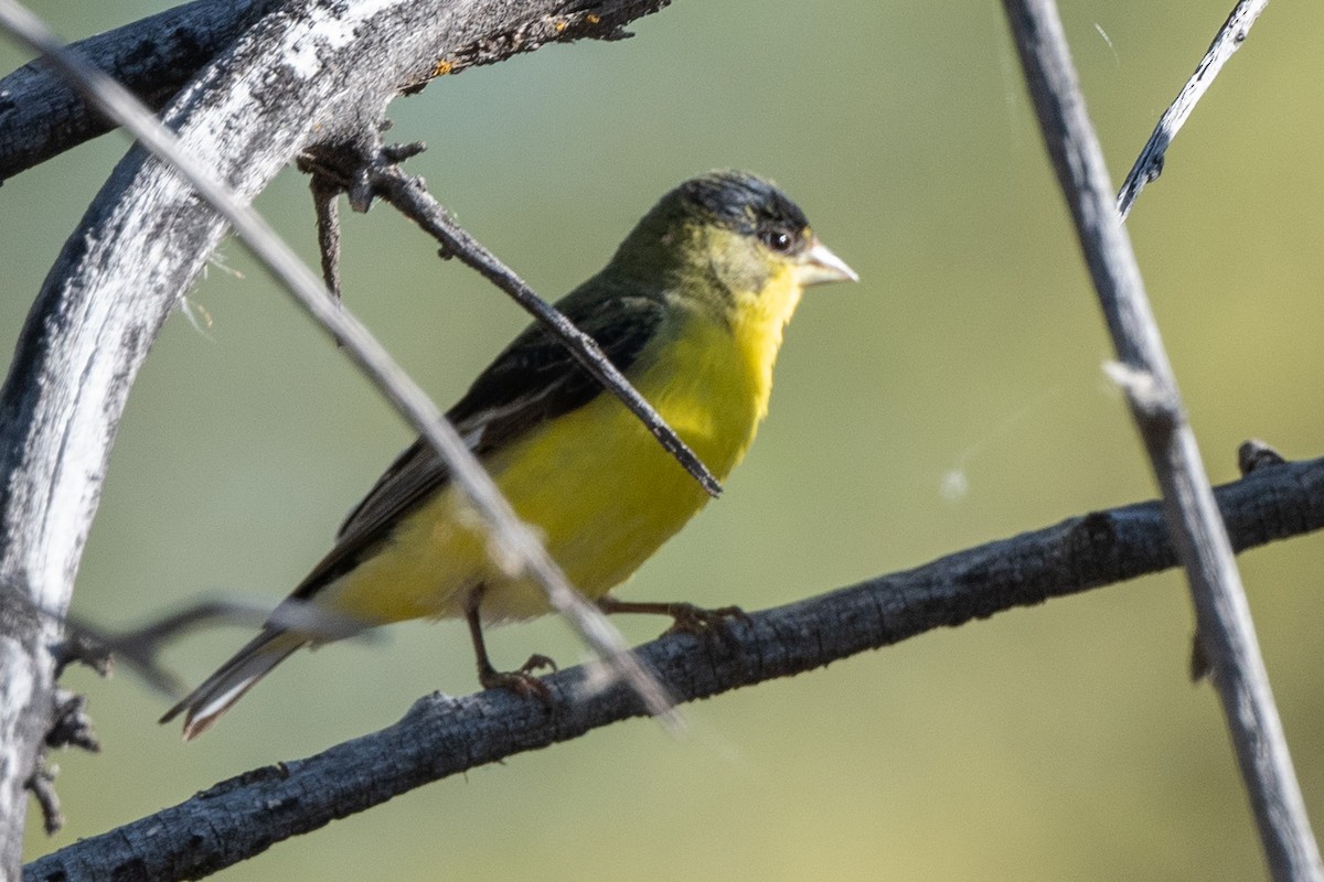 Lesser Goldfinch - William Kelley