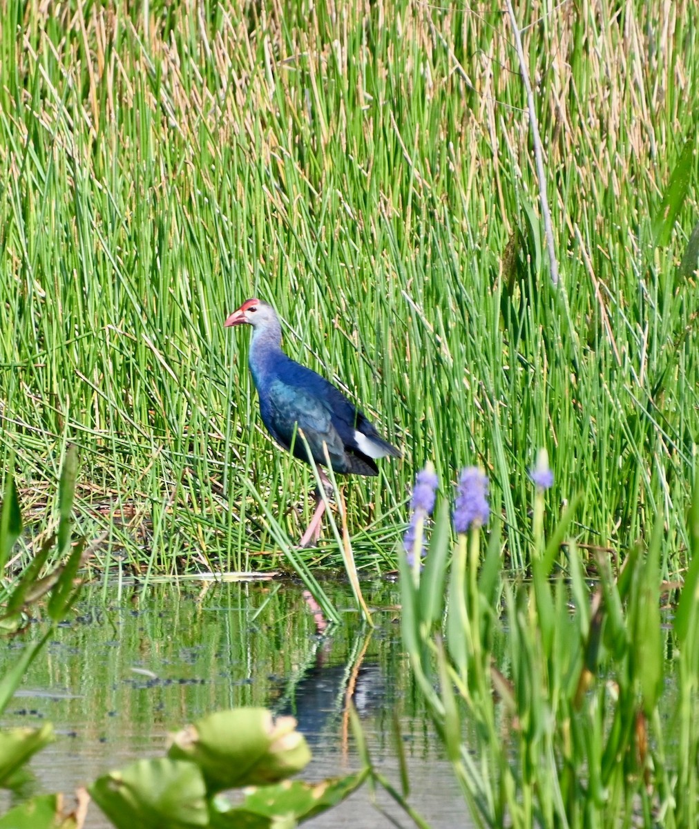 Gray-headed Swamphen - ML433556451