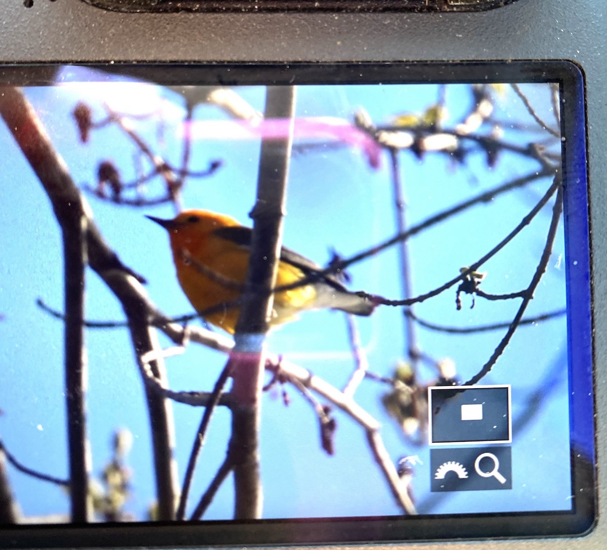 Prothonotary Warbler - ML433556661