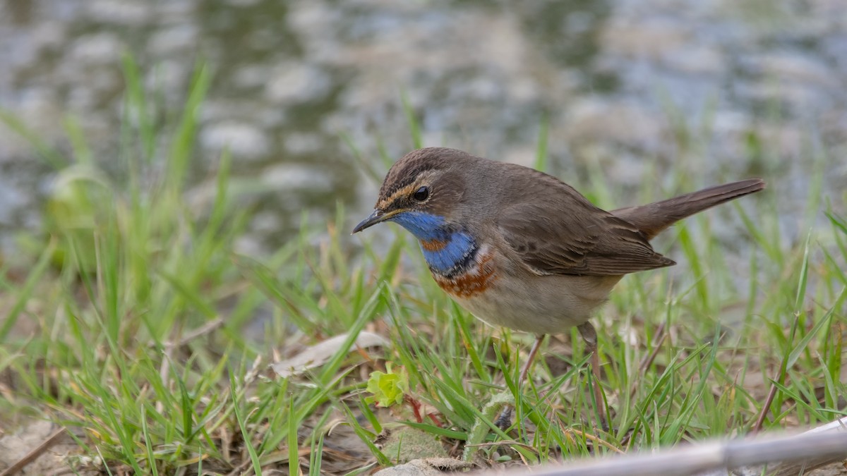 Blaukehlchen - ML433556891