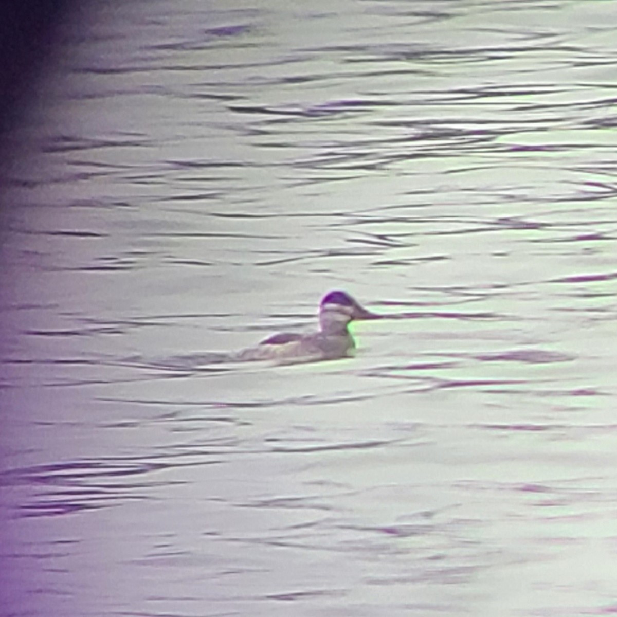 Ruddy Duck - ML433558151