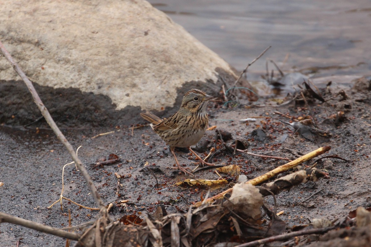 Lincoln's Sparrow - ML433560141