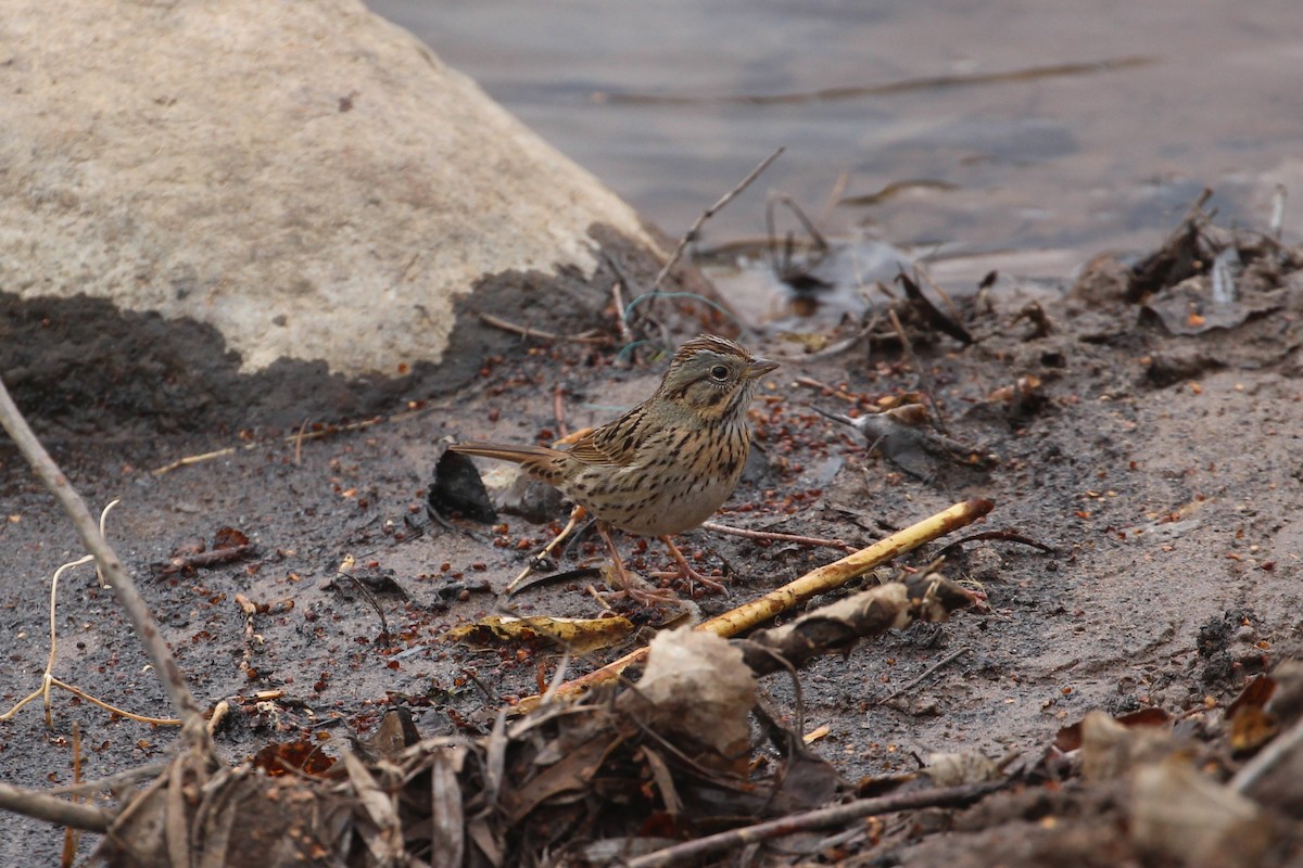 Lincoln's Sparrow - ML433560161