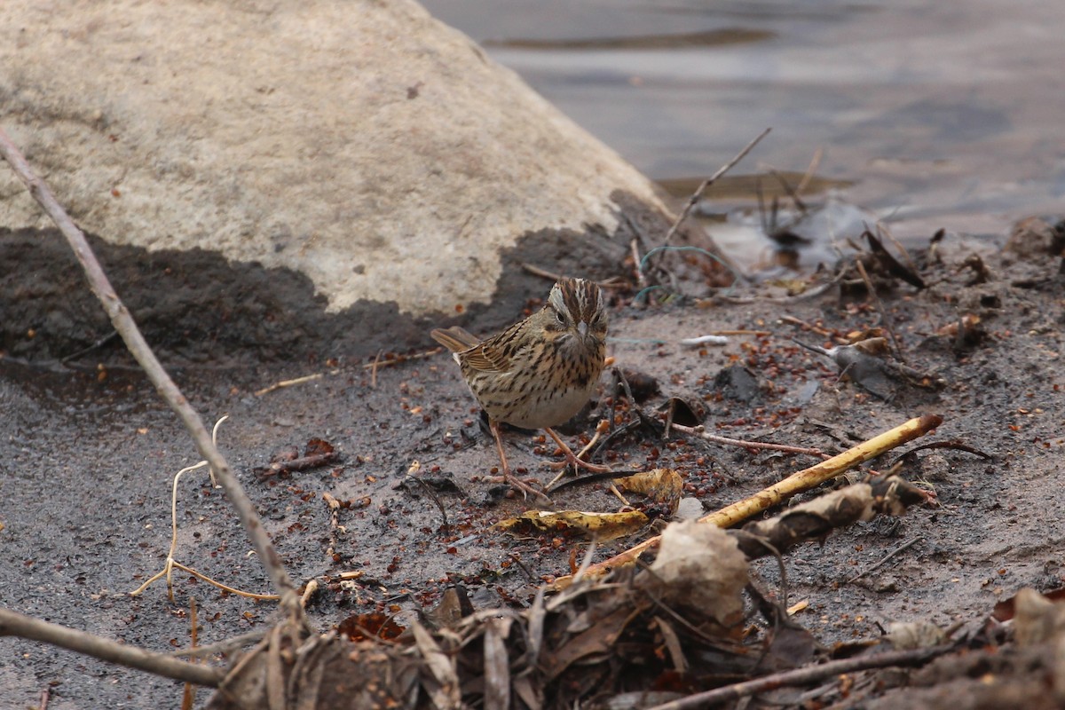 Lincoln's Sparrow - Hank Taliaferro