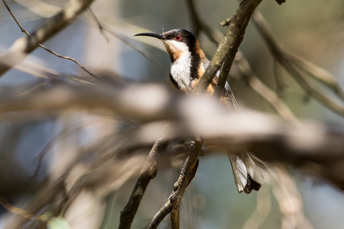 Eastern Spinebill - John  Van Doorn