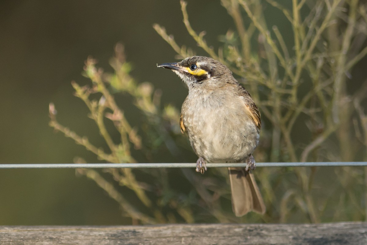 Yellow-faced Honeyeater - ML43356071