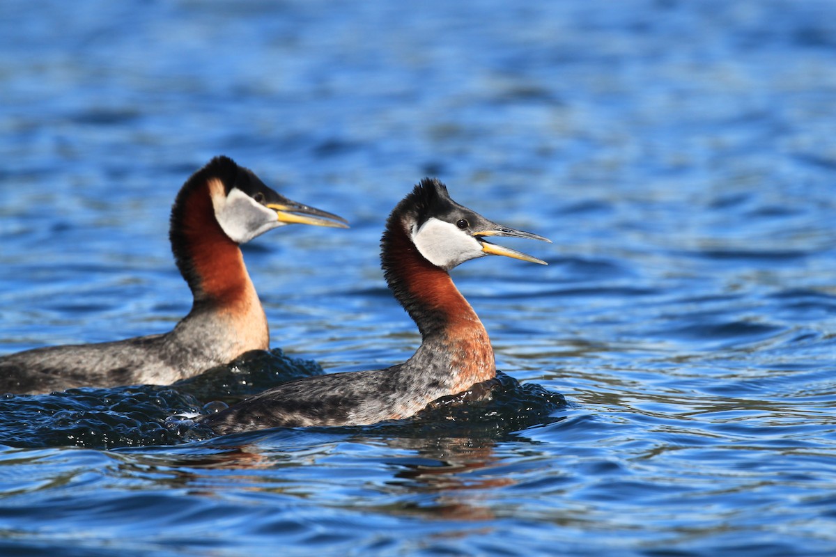 Red-necked Grebe - ML433561291