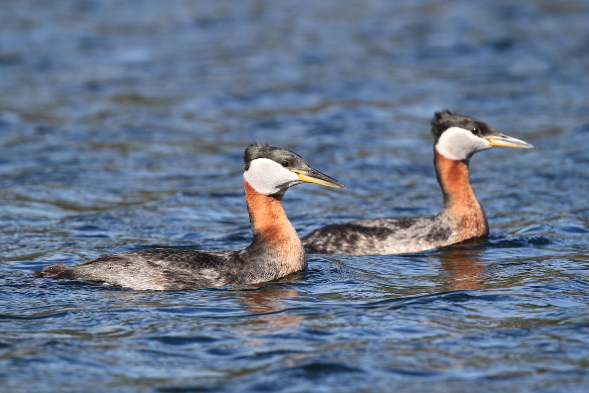 Red-necked Grebe - ML433561341