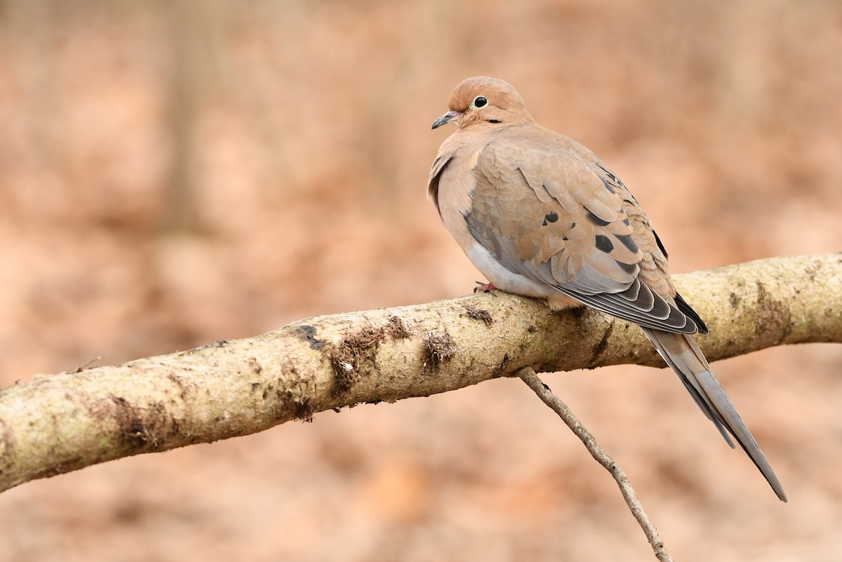 Mourning Dove - Manny Salas