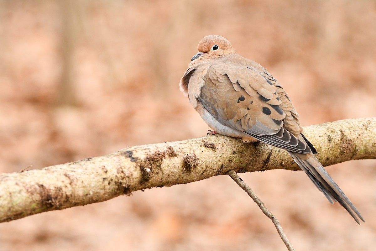 Mourning Dove - Manny Salas