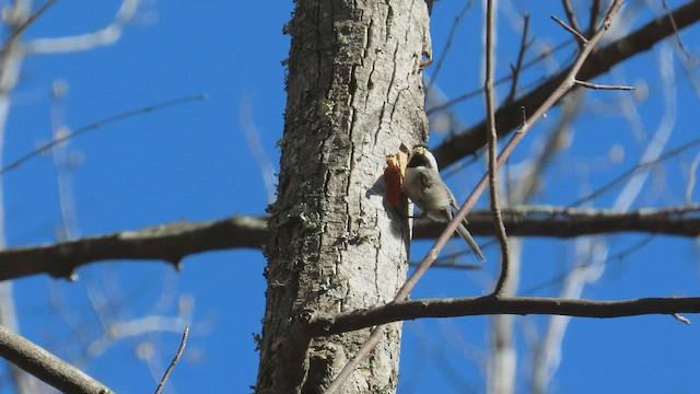 Carolina Chickadee - ML433564331