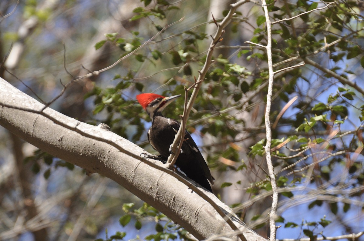 Pileated Woodpecker - ML433564841