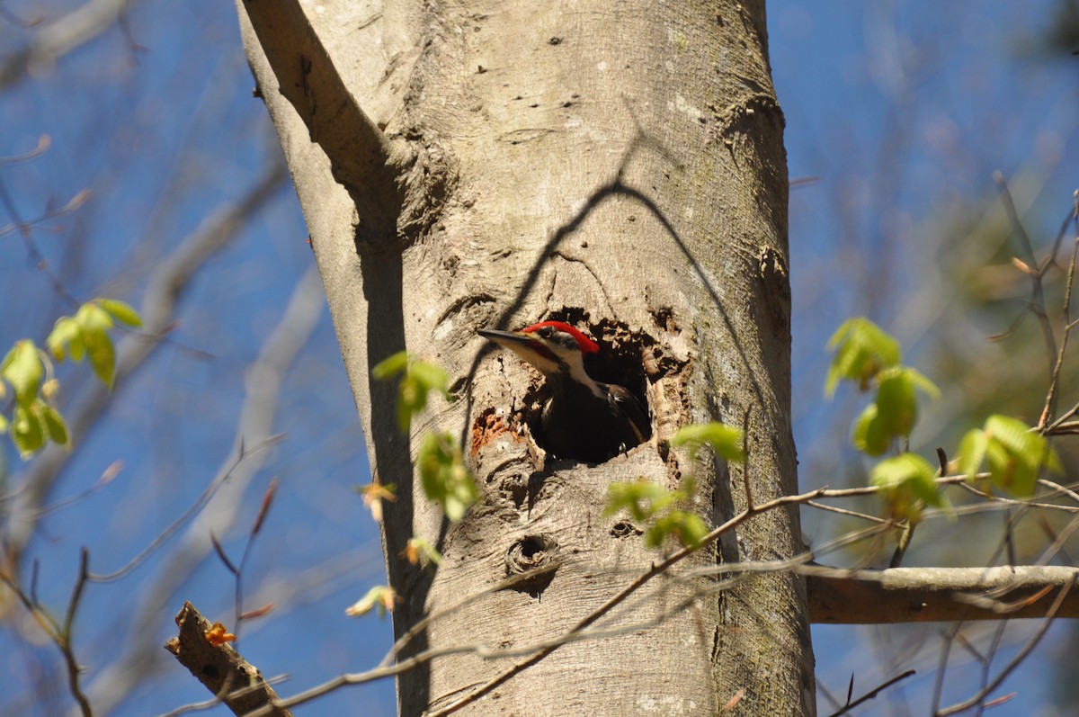 Pileated Woodpecker - ML433565021