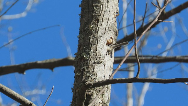 Carolina Chickadee - ML433565111