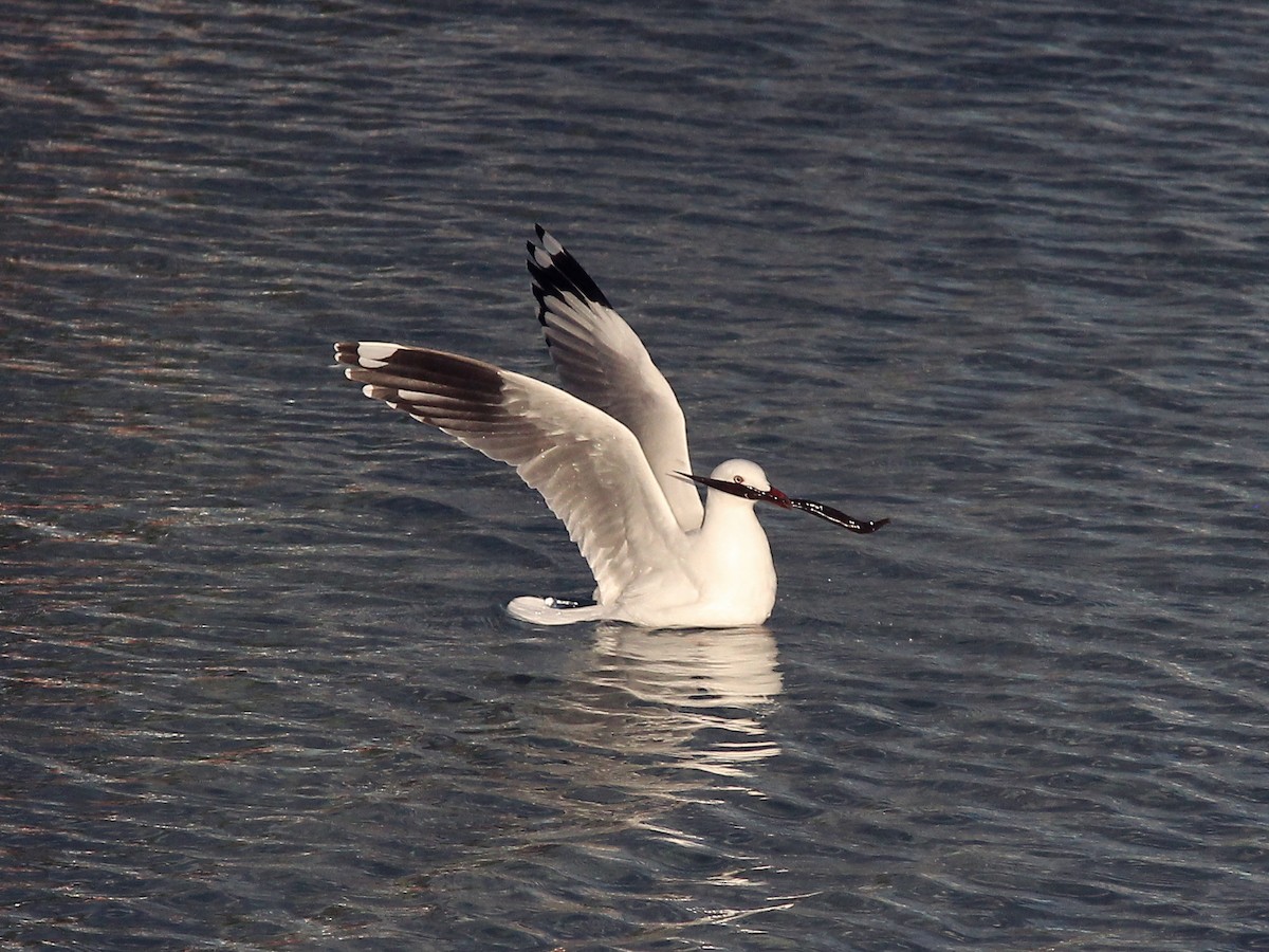 Silberkopfmöwe (novaehollandiae/forsteri) - ML433565331