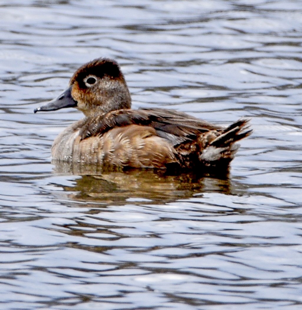 Ring-necked Duck - Vicki Chatel  (*v*)