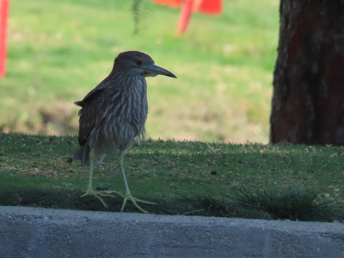 Ногоовор зашин - ML433565961