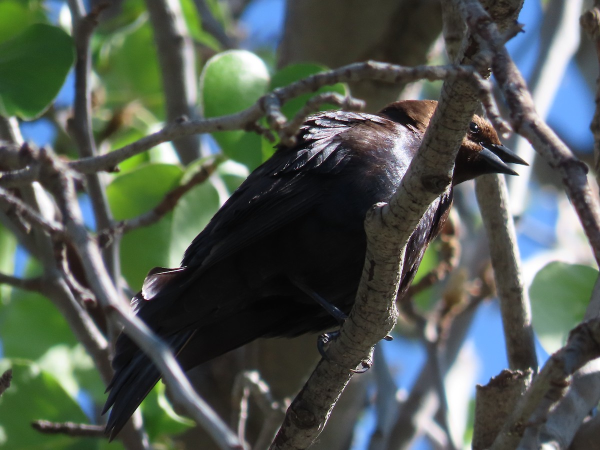 Brown-headed Cowbird - ML433566171
