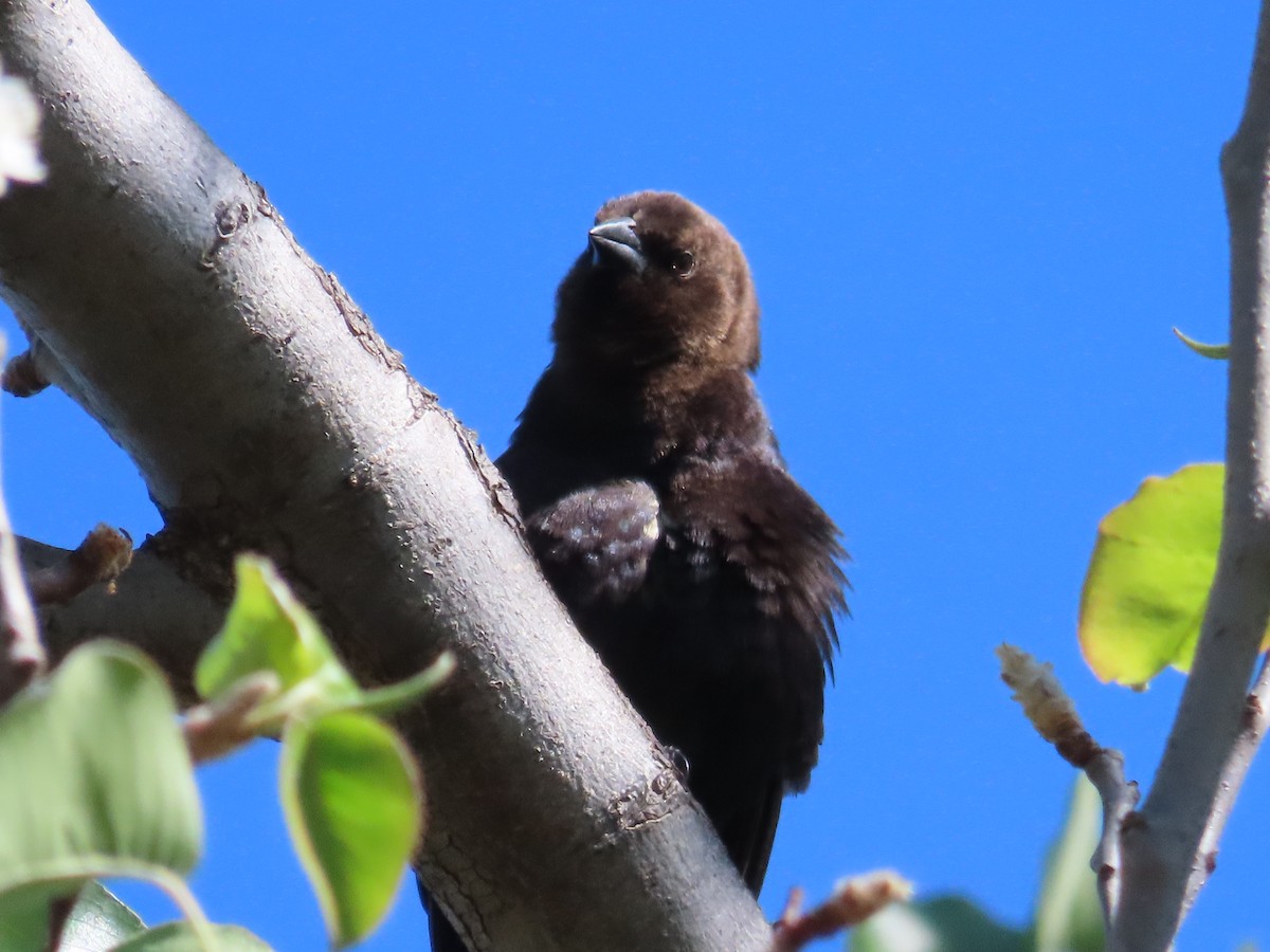 Brown-headed Cowbird - ML433566201