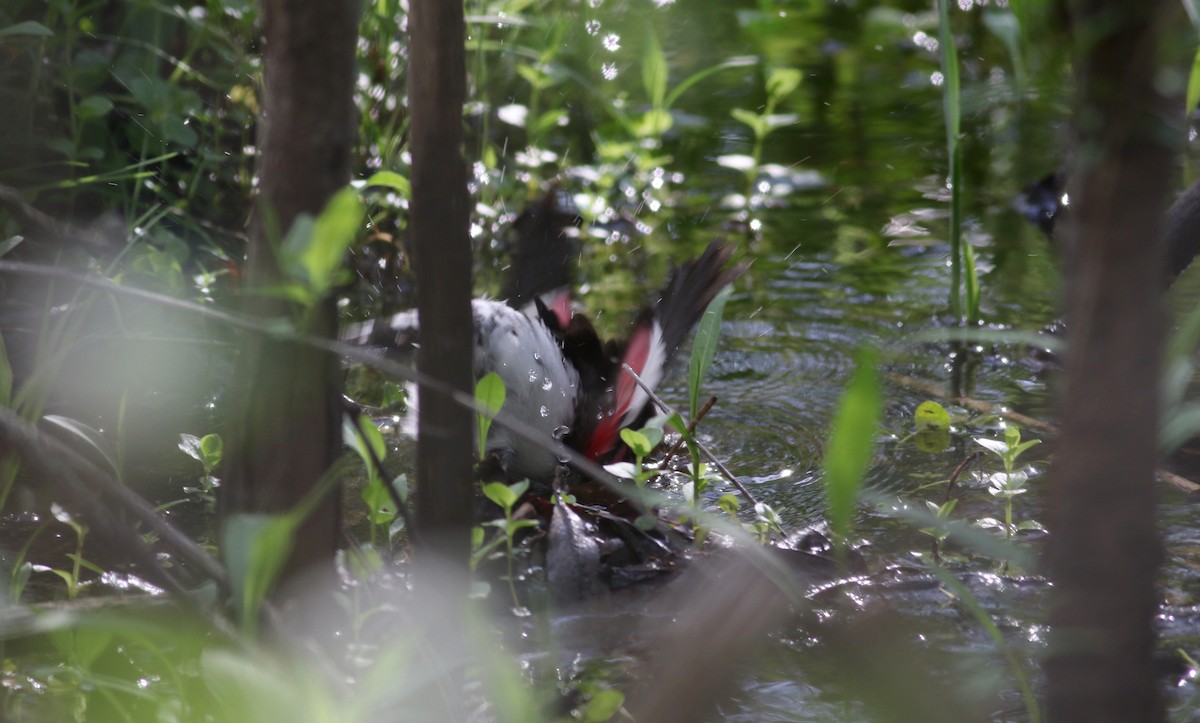 Rose-breasted Grosbeak - ML43356621