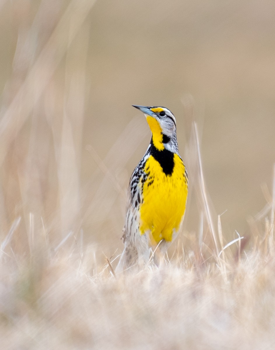 Eastern Meadowlark - ML433567011