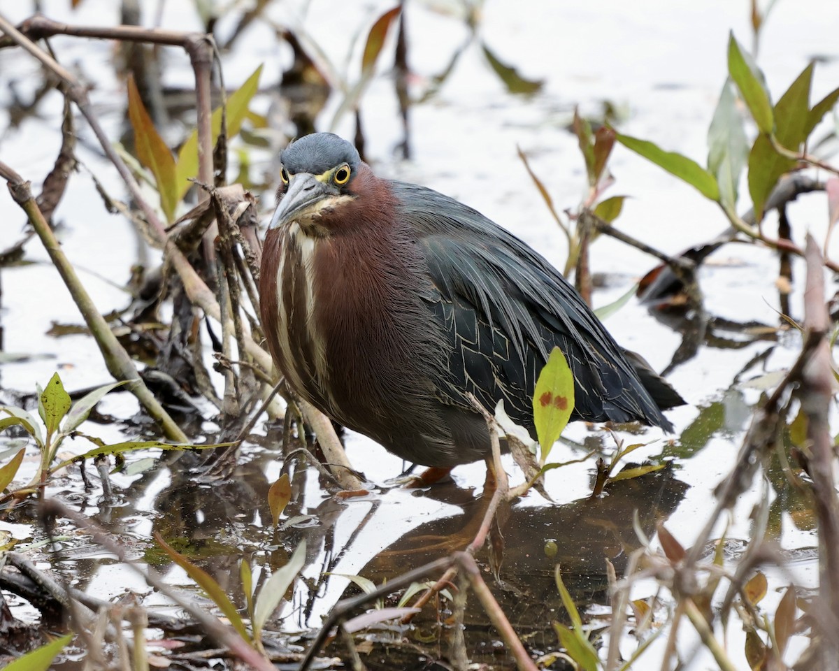 Green Heron - ML433567081