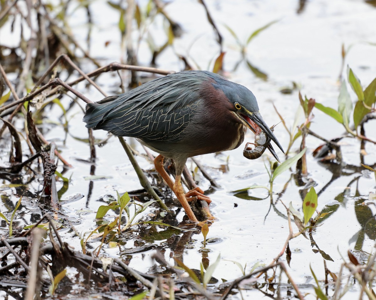 Green Heron - ML433567091