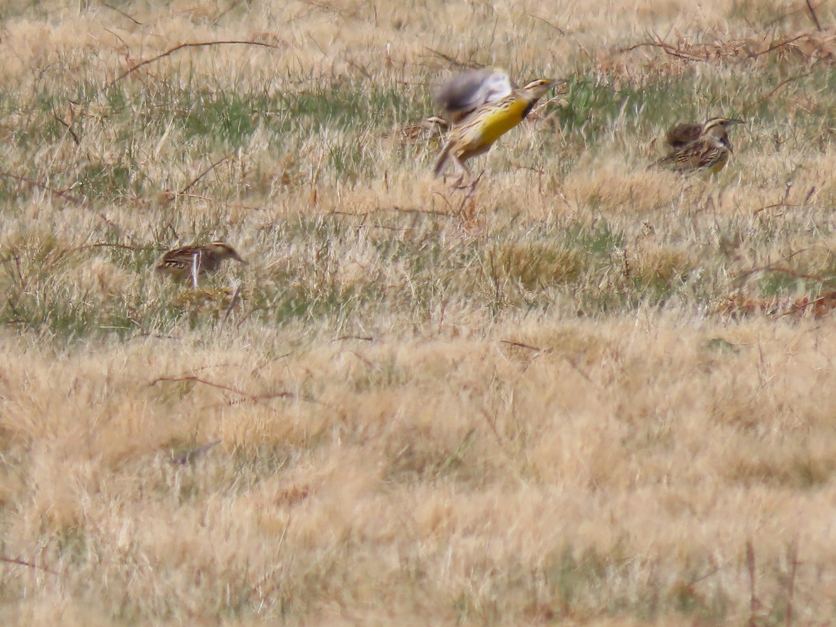 Eastern Meadowlark - ML433567831