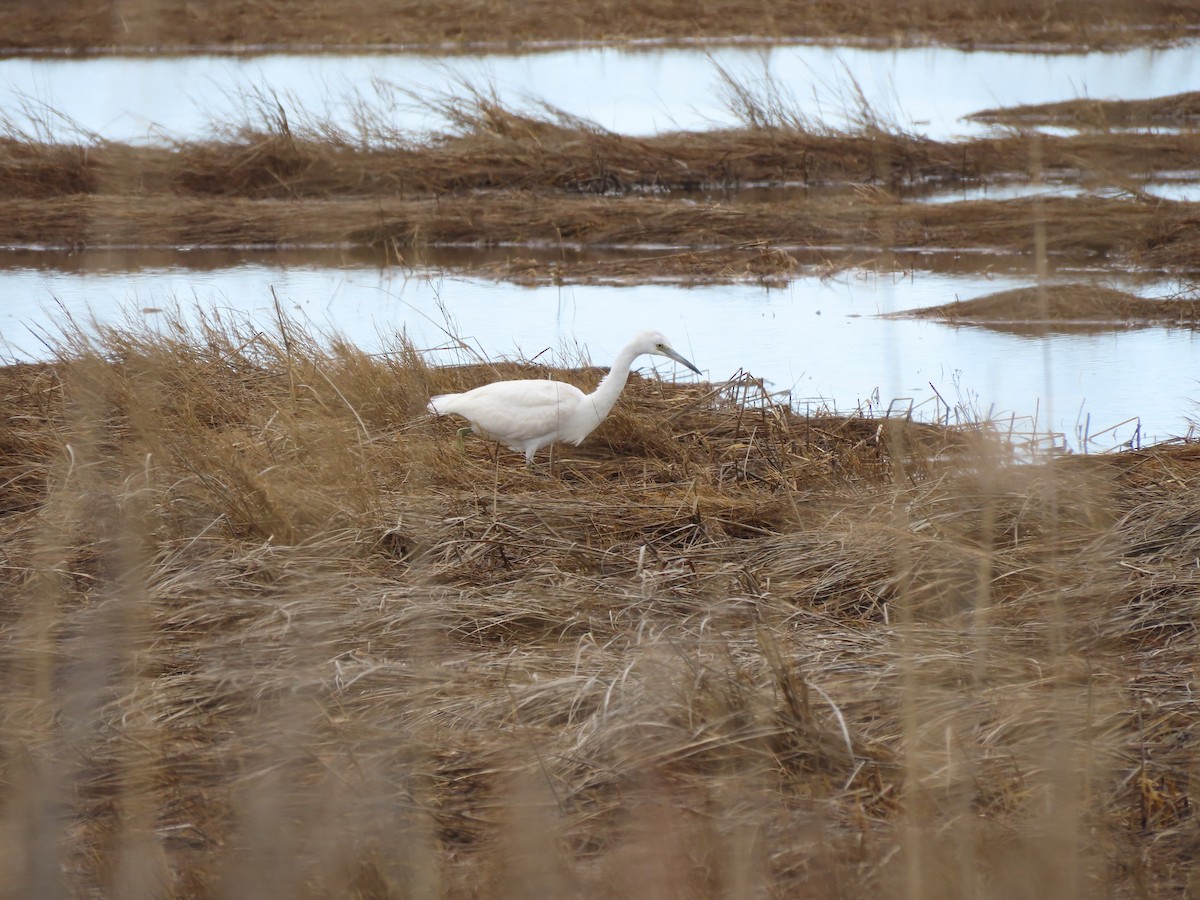 Little Blue Heron - ML433568651