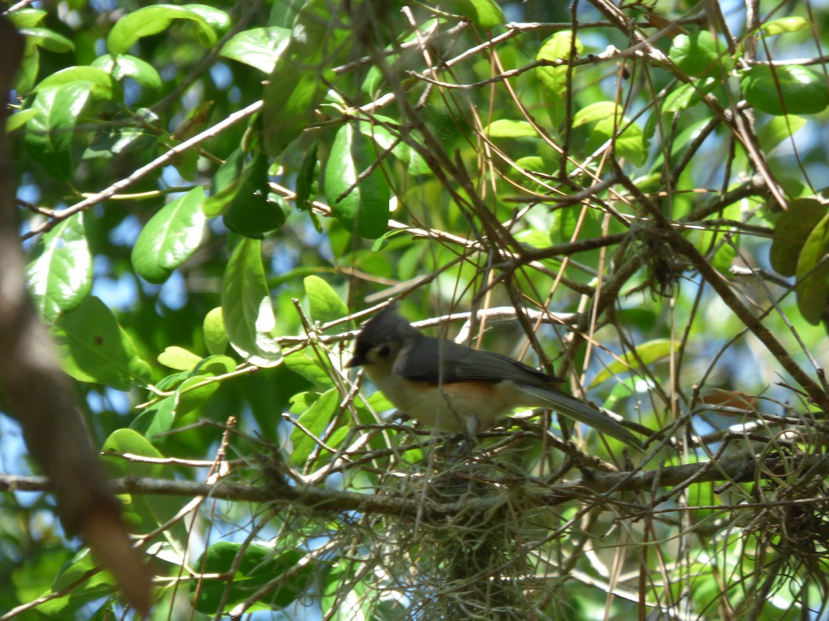 Tufted Titmouse - Betty Holcomb