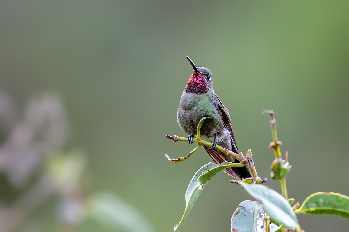 Colibri de Bourcier - ML433568971