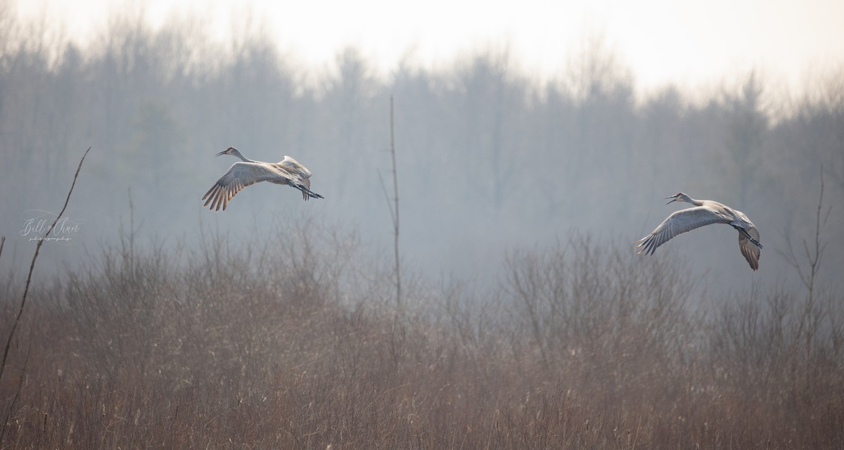 Sandhill Crane - ML433569811