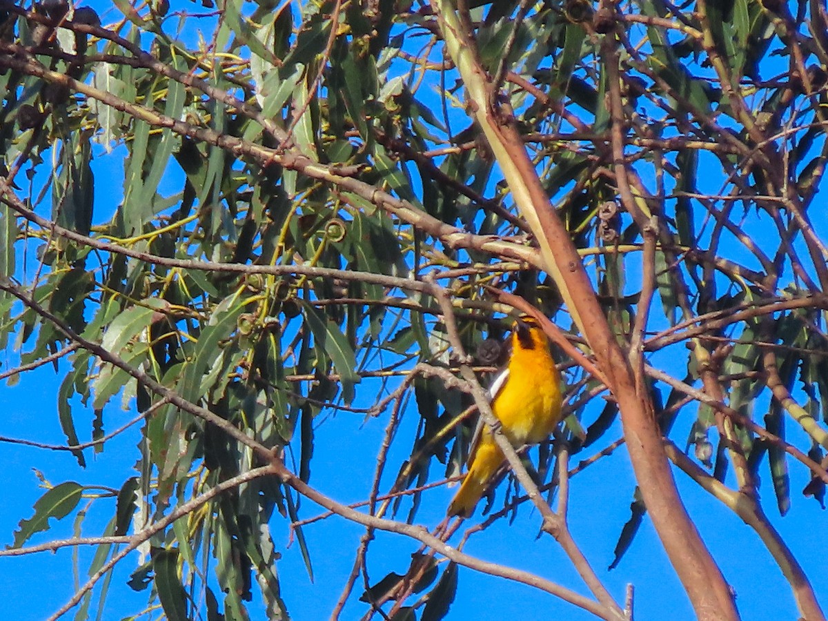 Bullock's Oriole - Herb Elliott