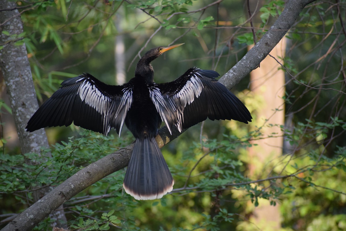 Anhinga - Freddy Oswaldo Ovalles Pabon