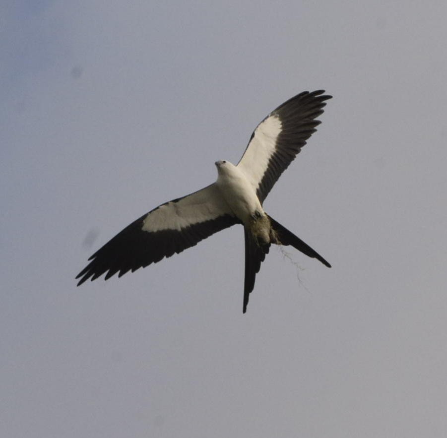 Swallow-tailed Kite - Geoff Carpentier
