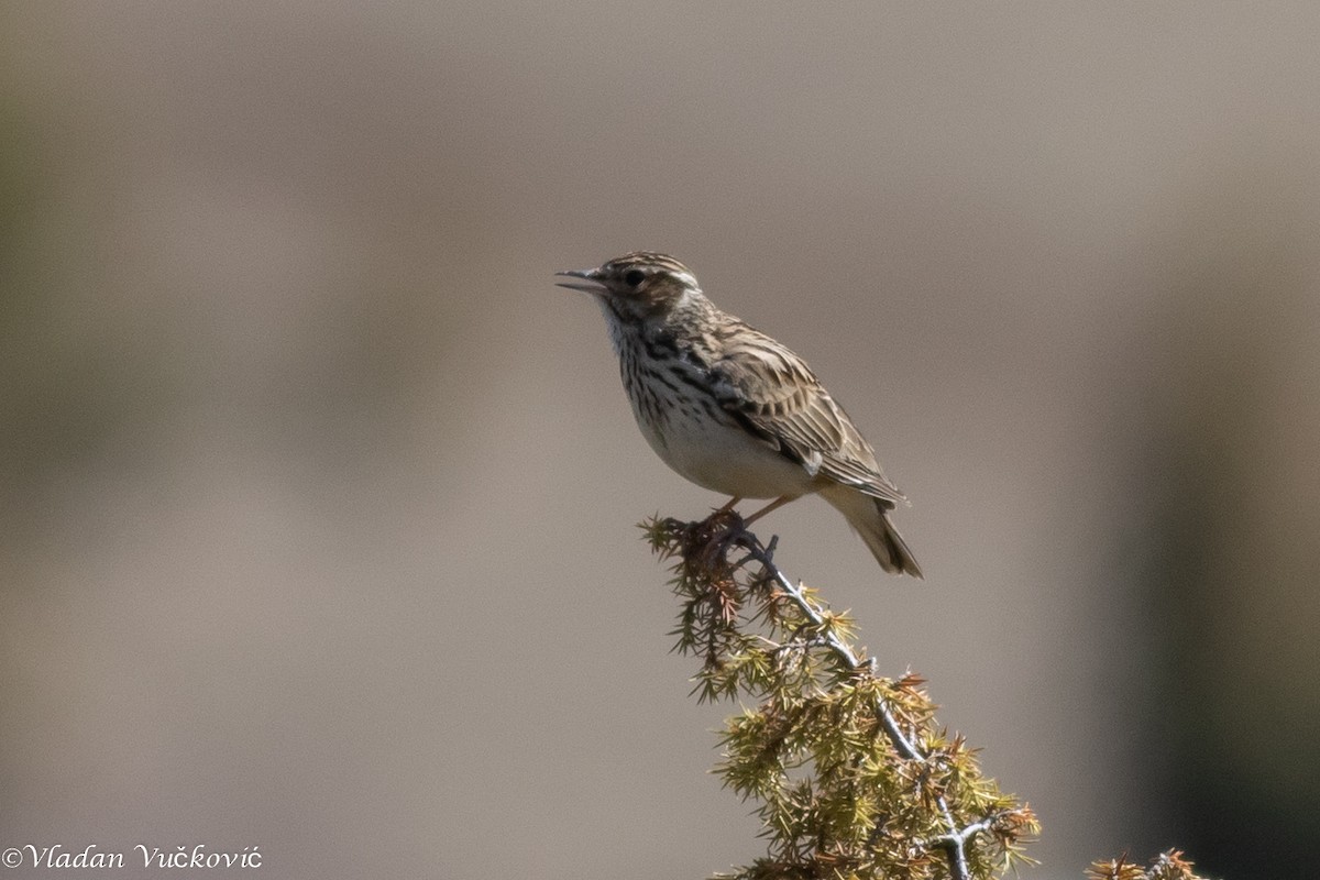 Wood Lark - ML433575001