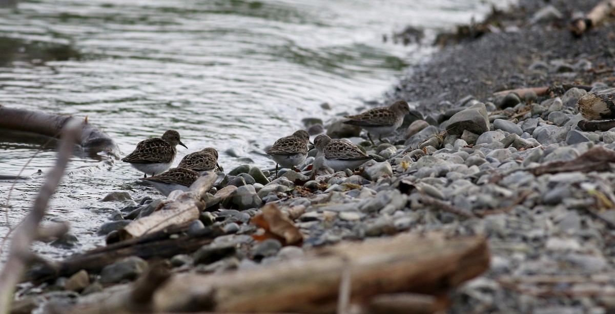 Least Sandpiper - ML43357601