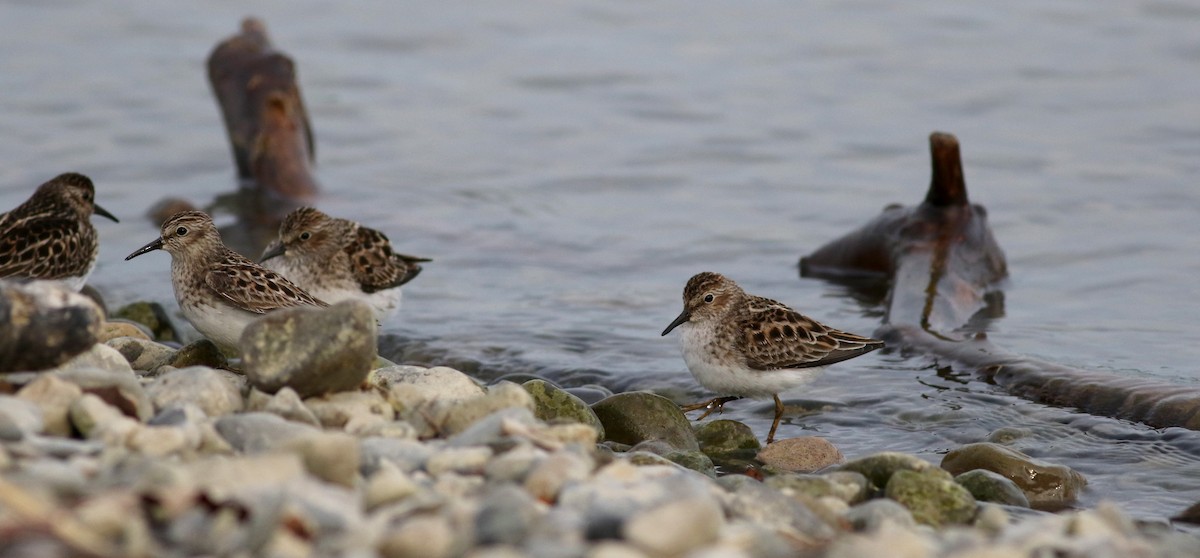 Least Sandpiper - ML43357691