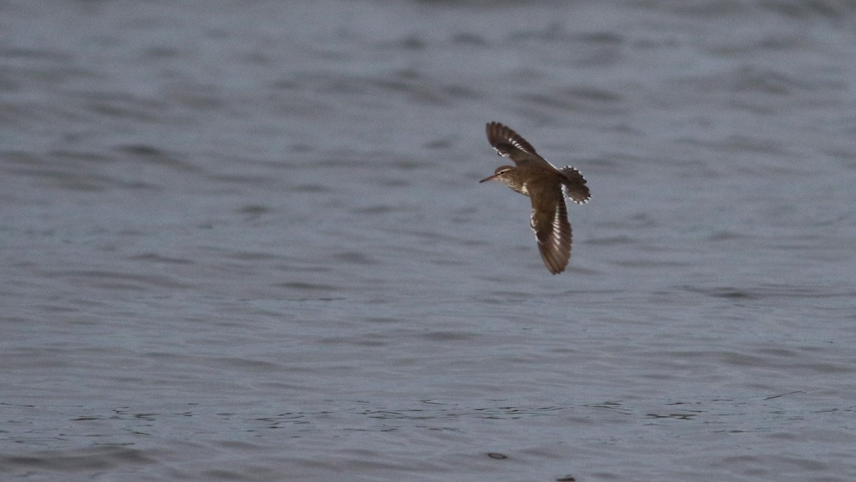 Spotted Sandpiper - ML43357811