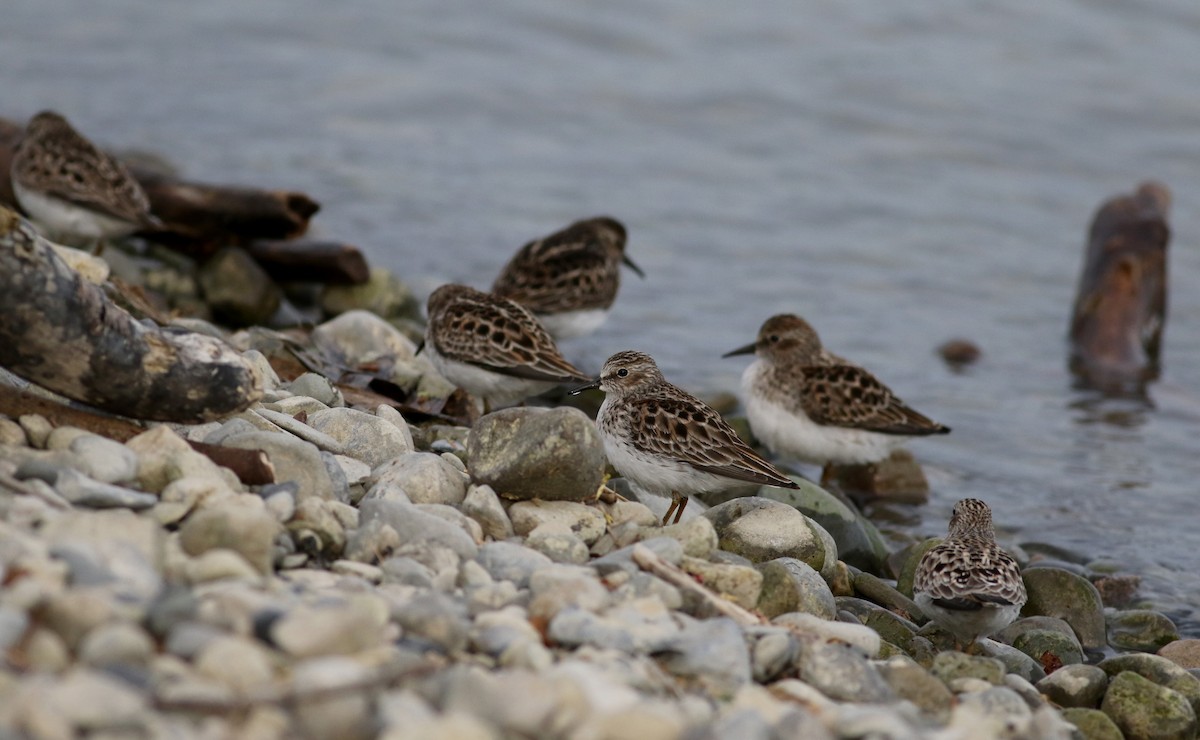 Least Sandpiper - ML43357841