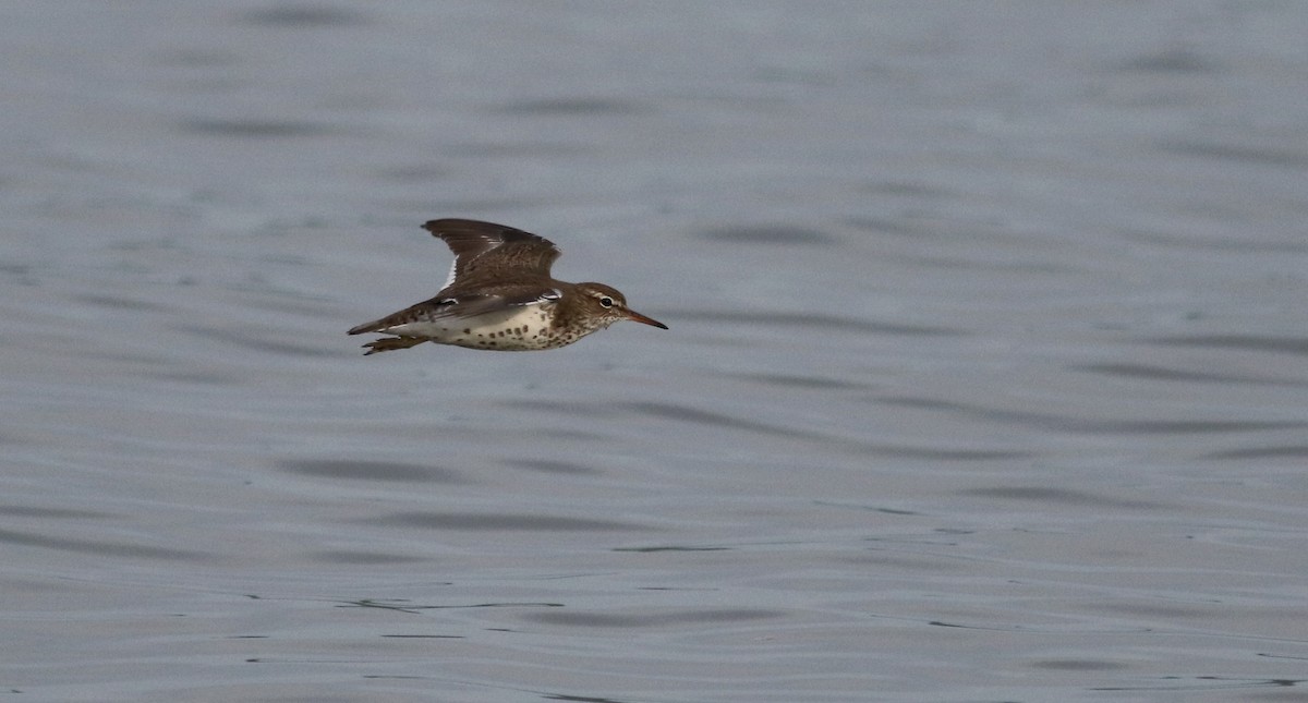 Spotted Sandpiper - ML43357851