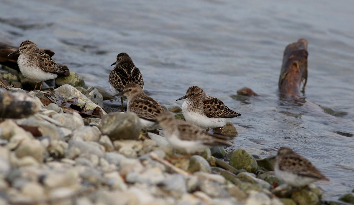 Least Sandpiper - ML43357871