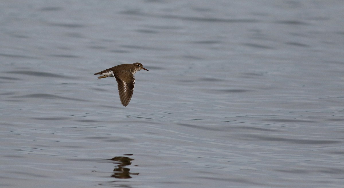 Spotted Sandpiper - Jay McGowan