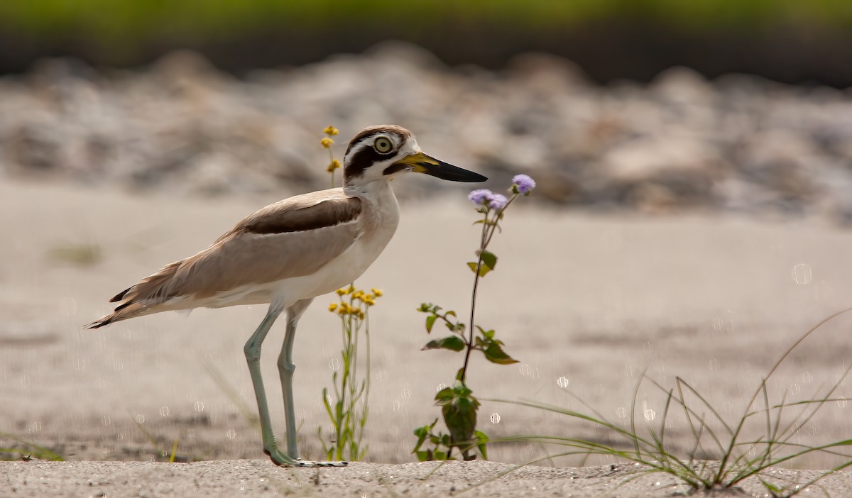 Great Thick-knee - ML433579661