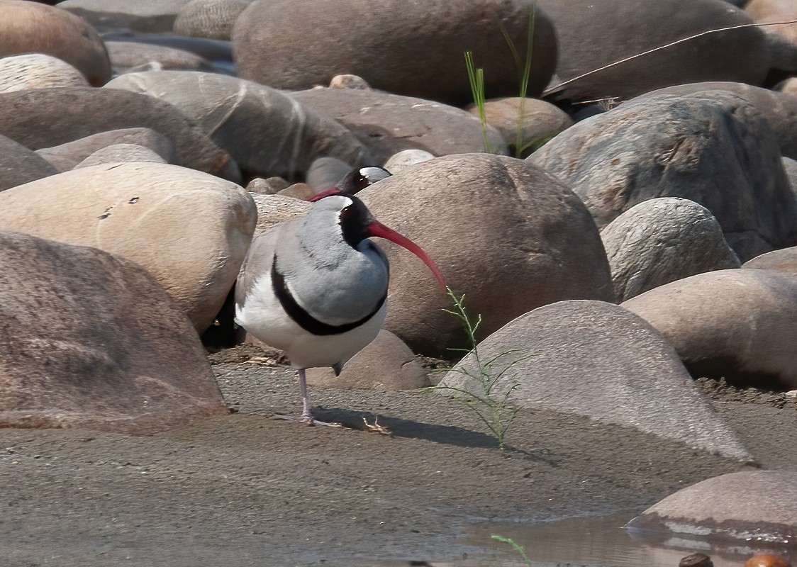 Ibisbill - ML433580131